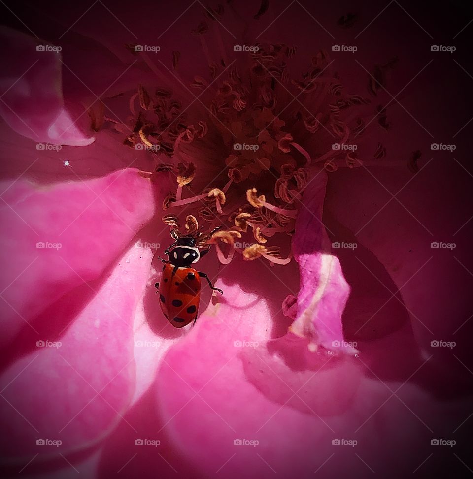 Lady bug on a rose