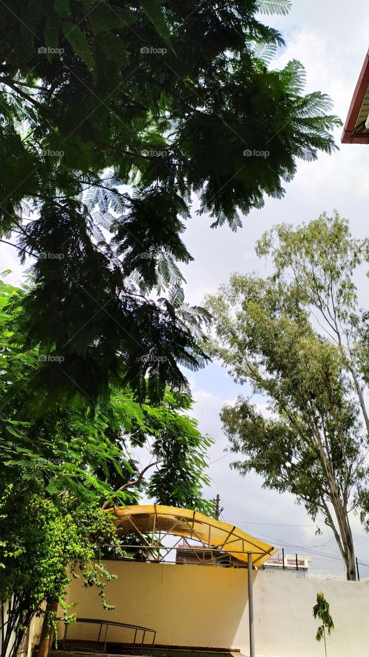 Green glory of trees