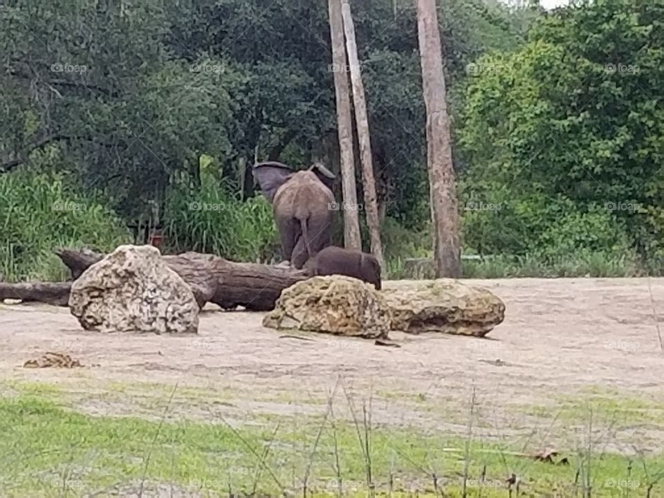 An elephant and her calf make their way across the plains.