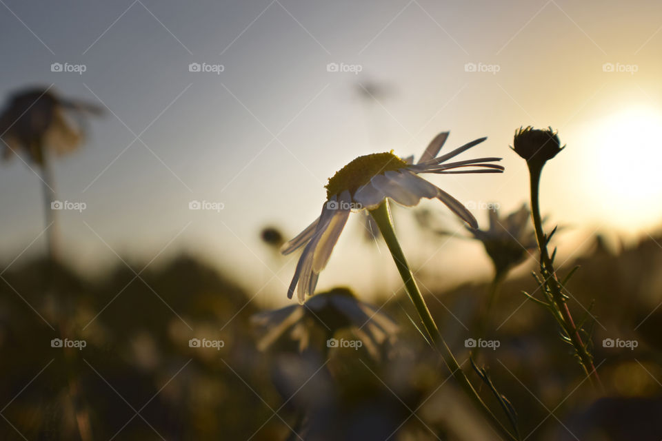 portrait of flowers