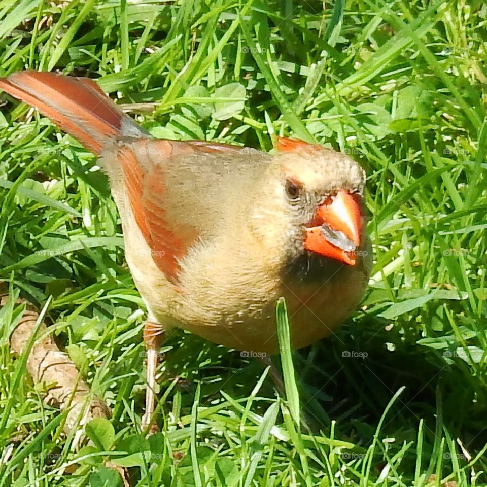 Female cardinal.