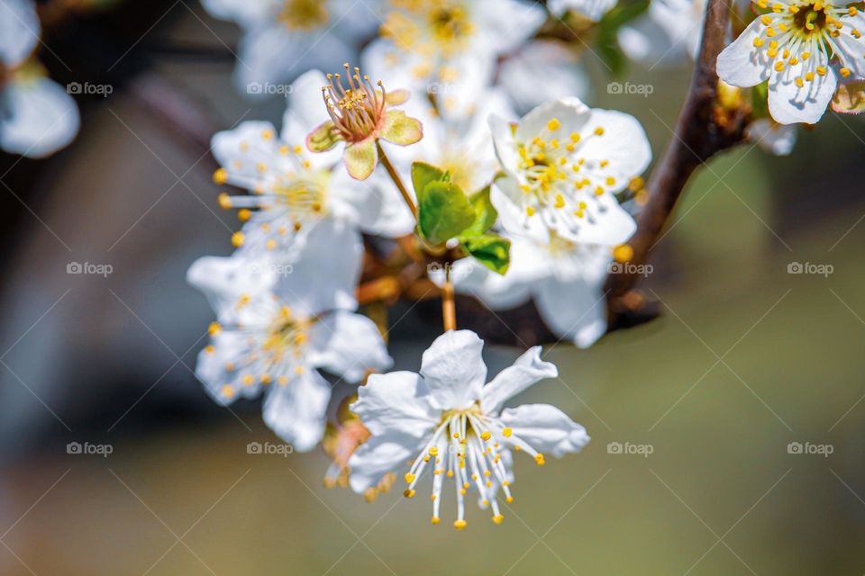 A white spring flowers