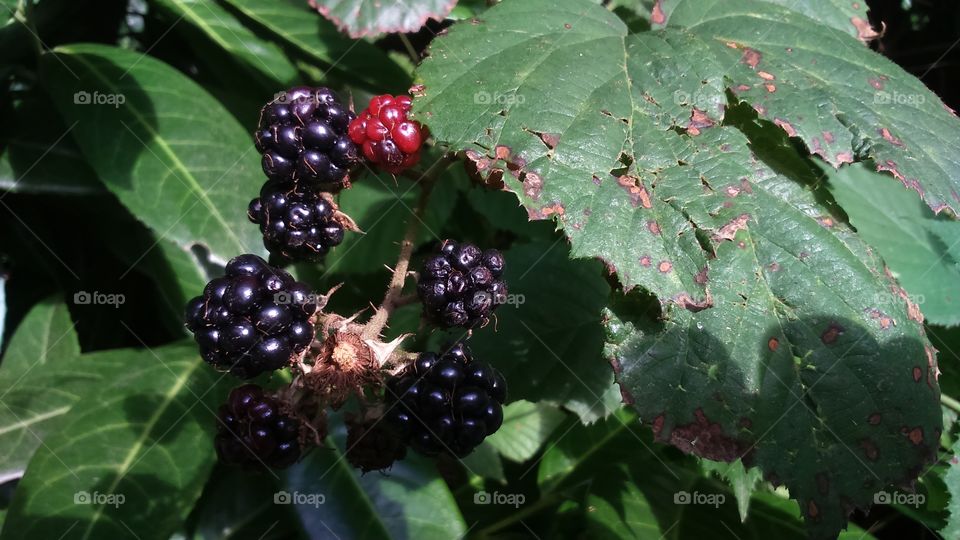 blackberries