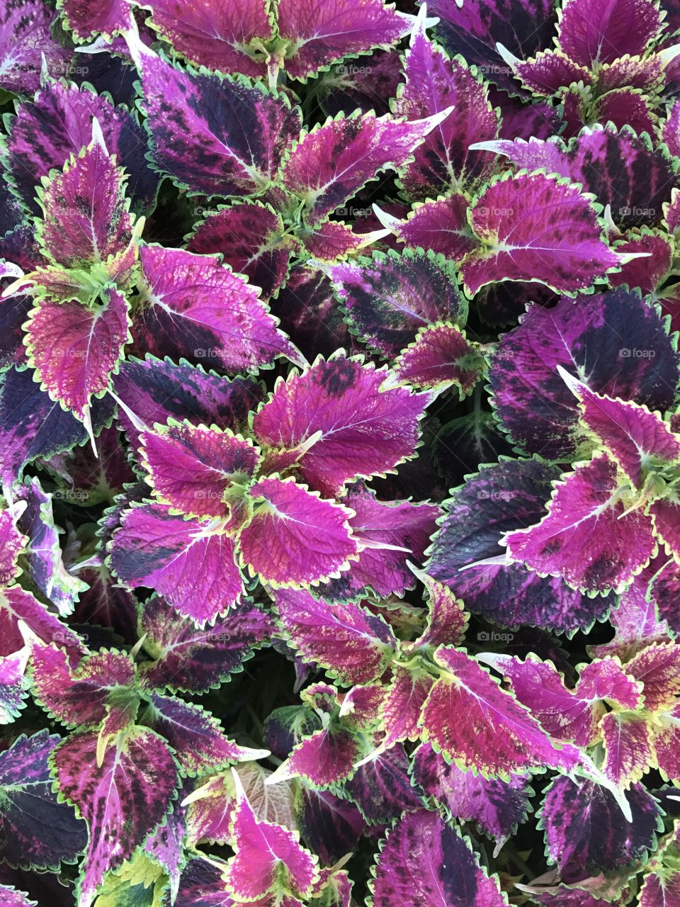Beautiful and colorful leaves of ornamental plant in garden