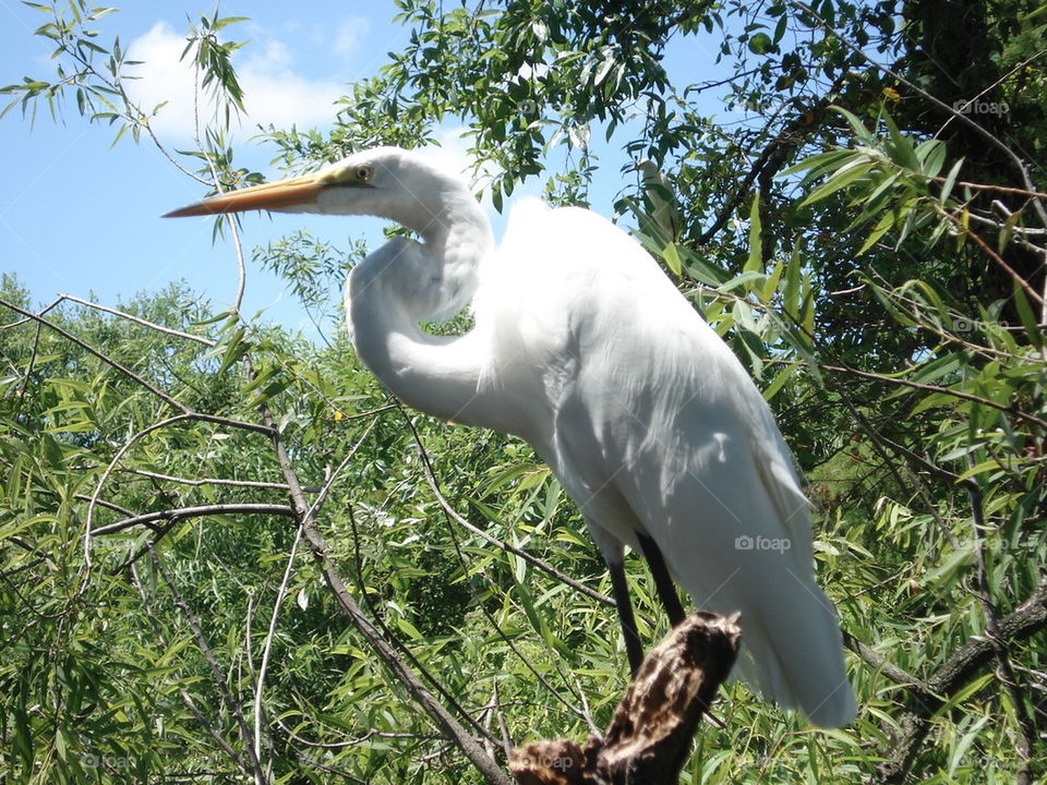 egret