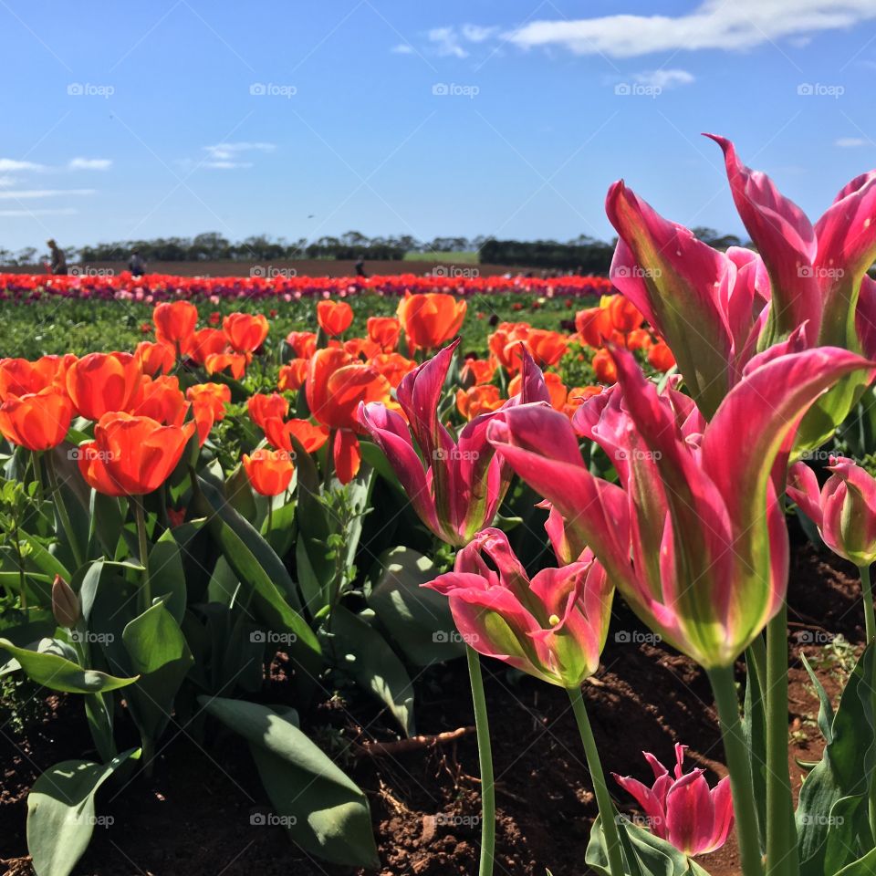 Colorado Tulip Field