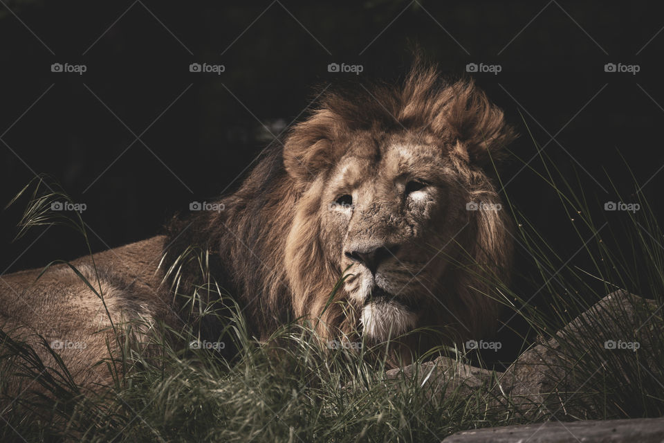 A portrait of a lion lying in the grass at the edge of the woods. the animal is looking around scouting for a prey to catch.