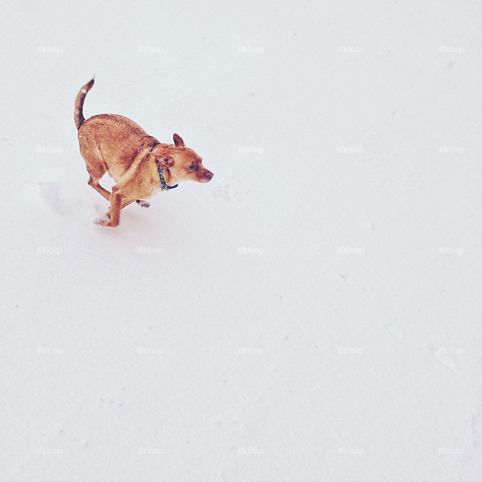 He loves the snow!