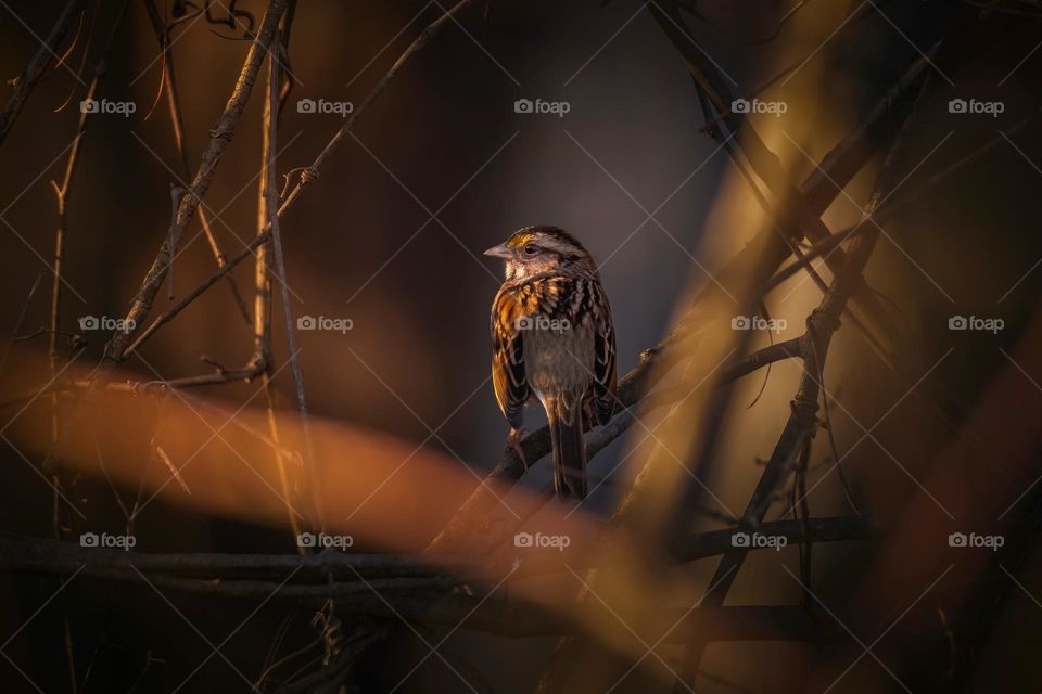 A white-throated sparrow deep in the brambles. 