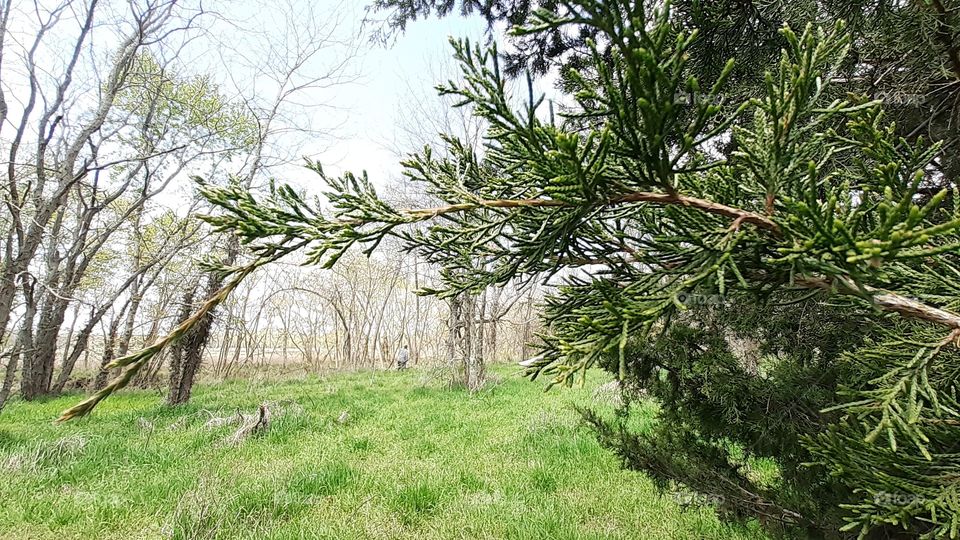 Juniper Branch