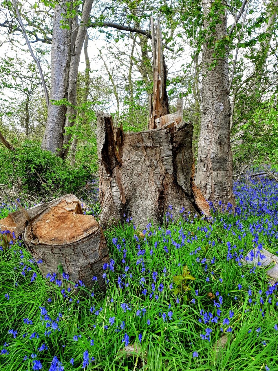 Spring bluebells in the woods