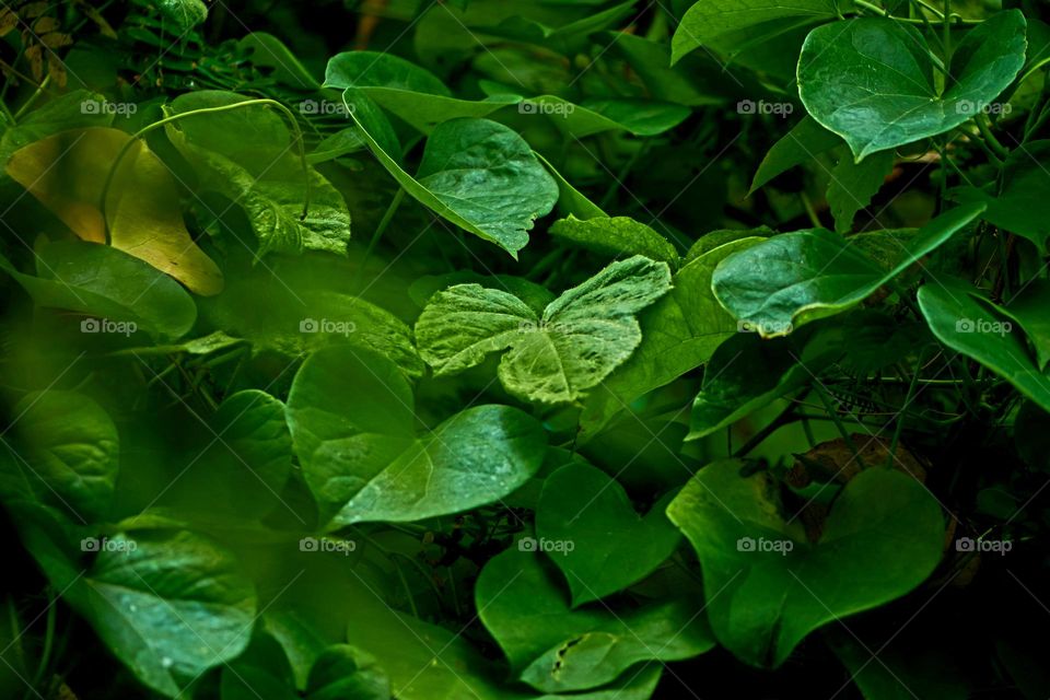 Green vegetation- leaves