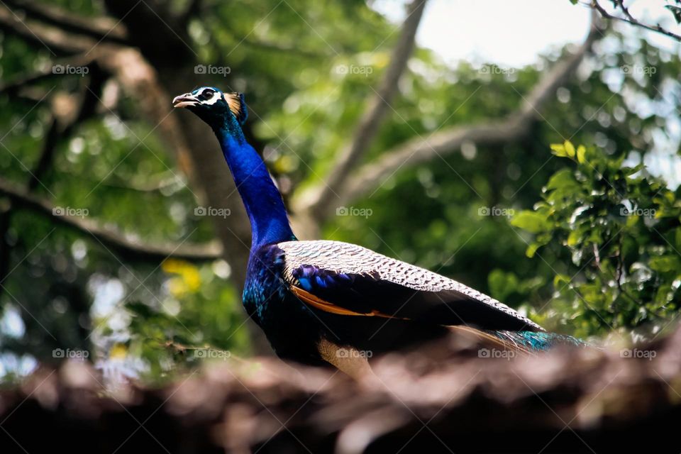 Peacock