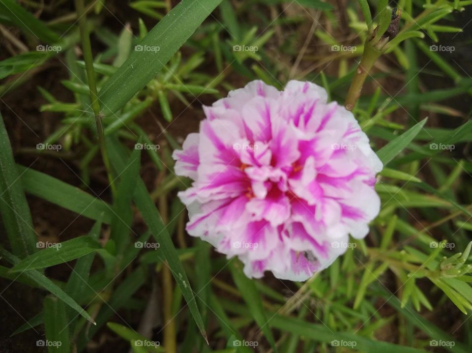 pink flower seasonal fresh shurb small size looks very beautiful generally found everywhere