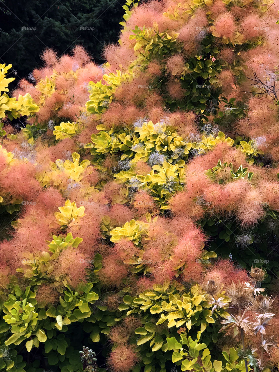 Closeup of a Golden Spirit Smokebush, (Cotinus coggygria), beautiful lime green leaves, coral & pink smoke, & silver grey stems exposed when the ‘smoke’ blows away! Stunning!