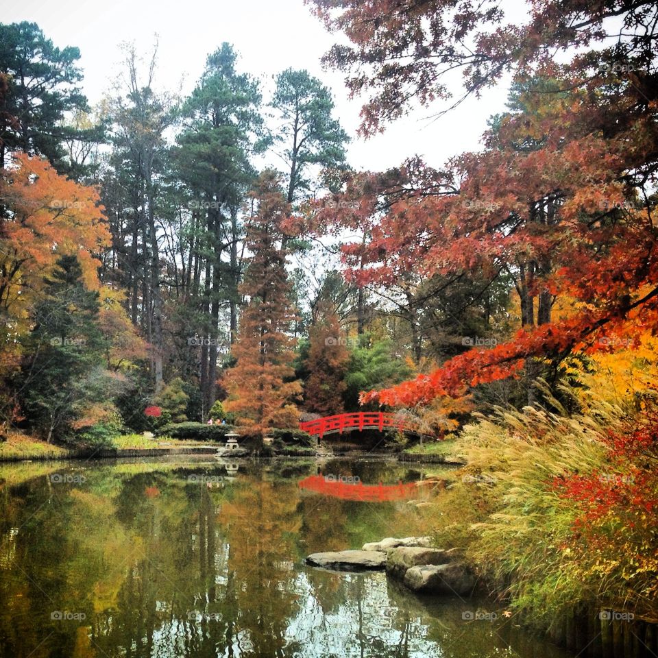 Beautiful gardens with Japanese maple trees and pine trees and pond 