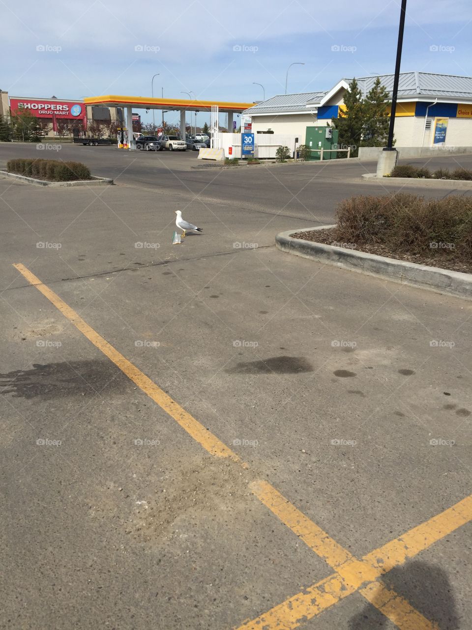 Seagull in the parking lot