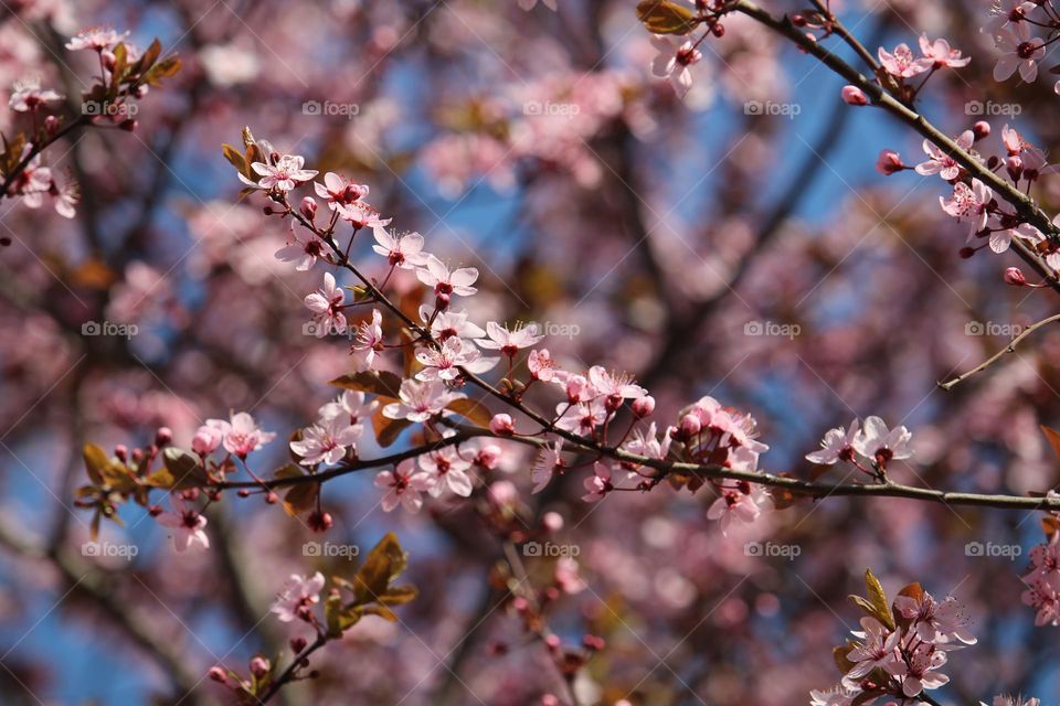 pink spring flowers