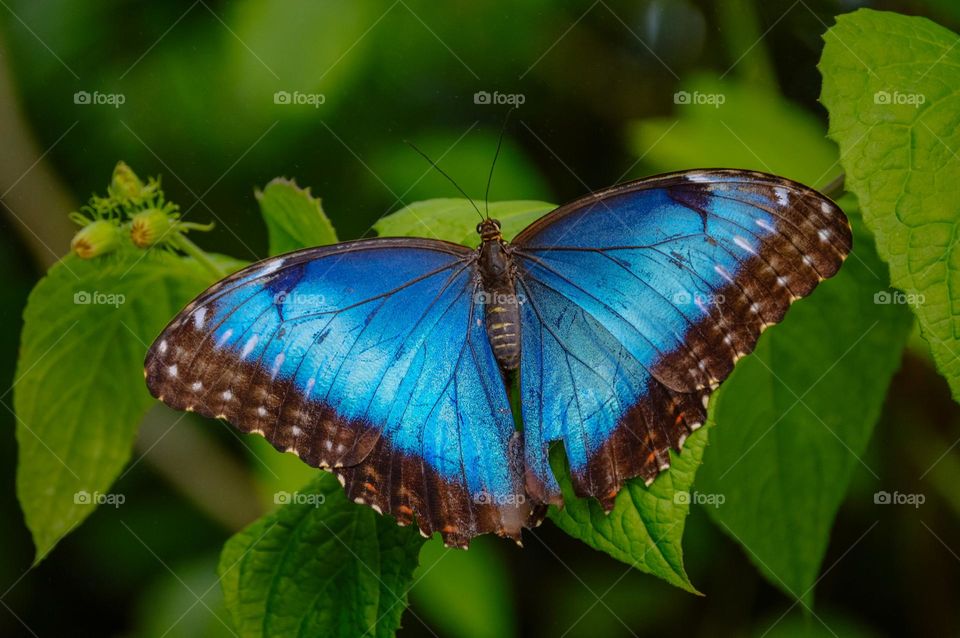 Blue butterfly 