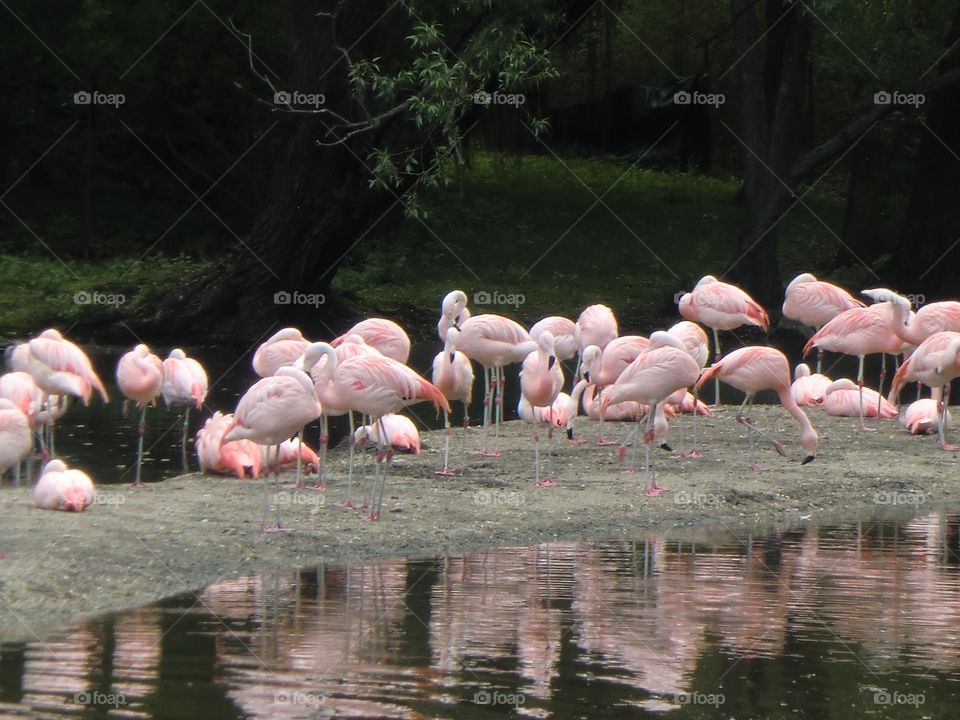 Flamingos at Bronx Zoo