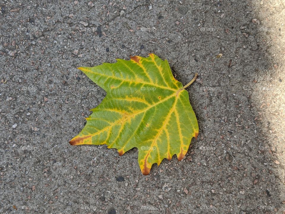 nature close-ups. brightly colored leaf on the sidewalk. patterns highlighted. yellow veins, green body, red edges
