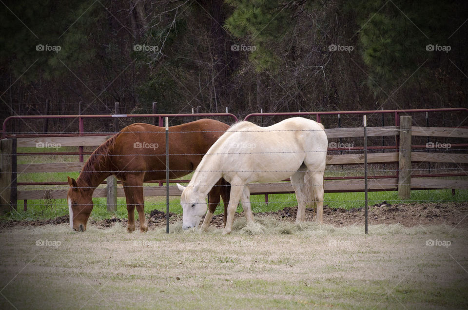 Horse standing on field