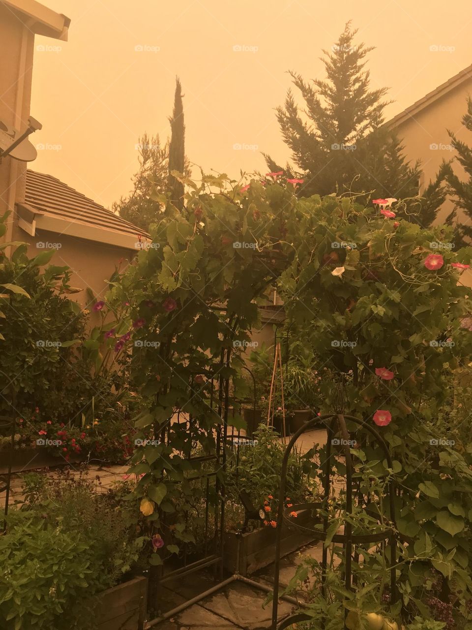 California fire in the sky 