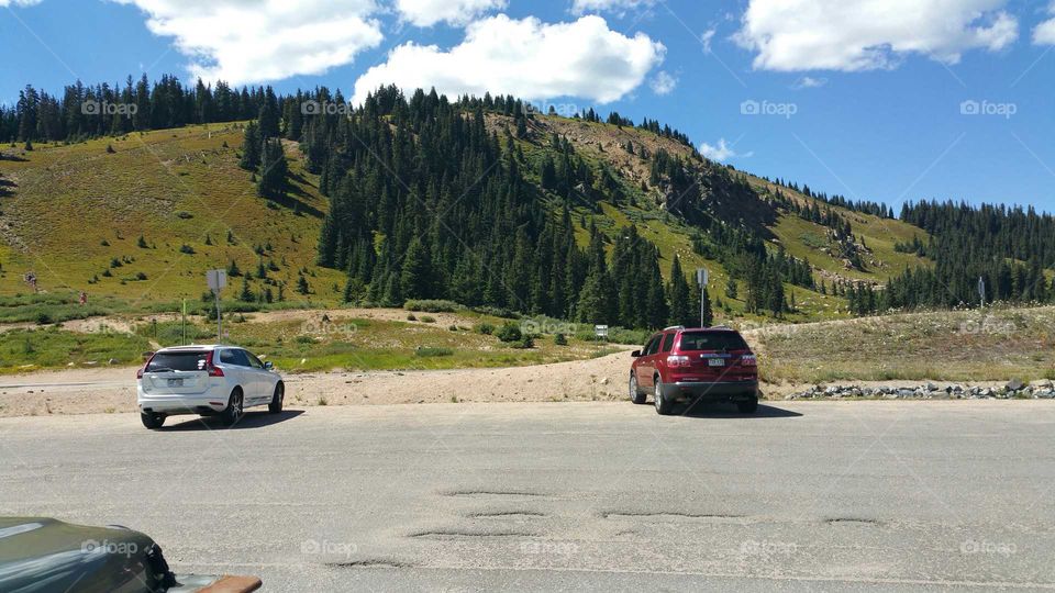 Evergreen trees near Trail Ridge Road