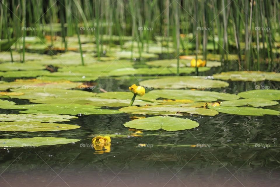 Water lilly