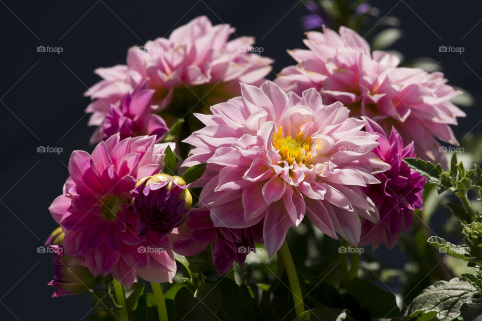 Summer flowers, pink dahlia .
Rosa sommarblommor 