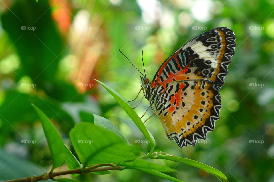nature park butterfly fly by supeera