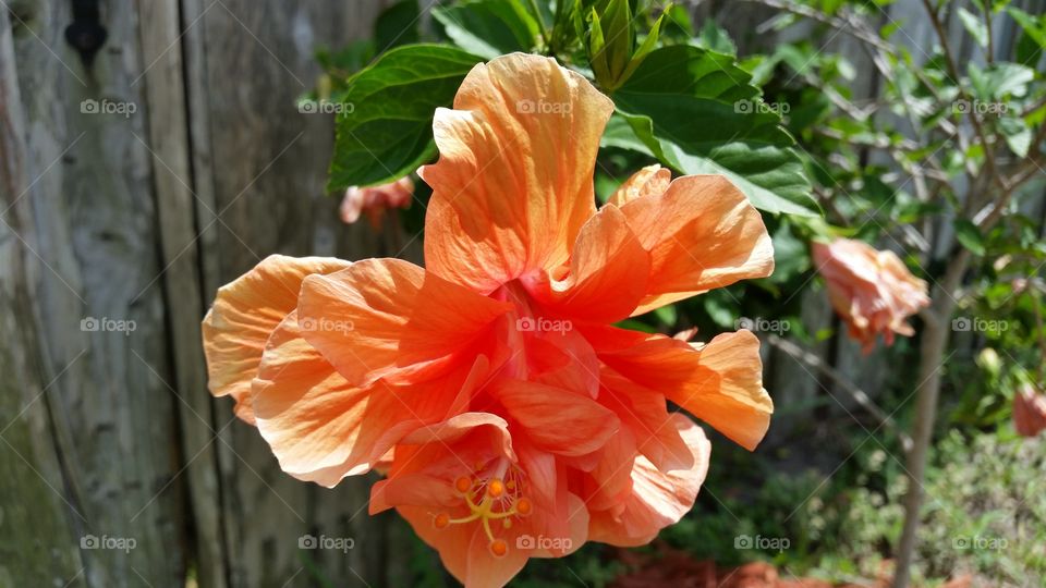 Hibiscus Flower