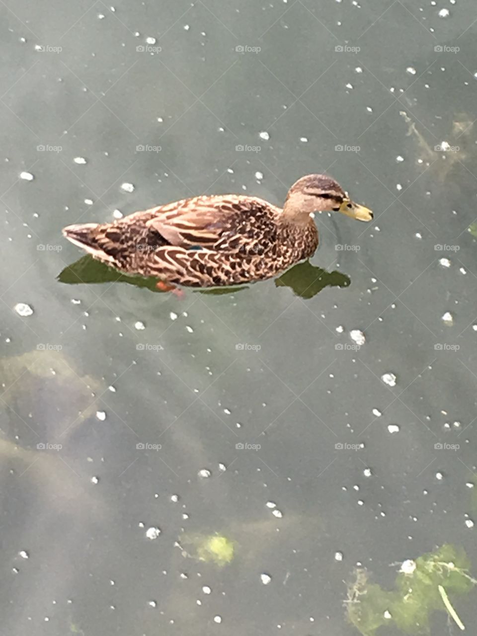 Swimming duck