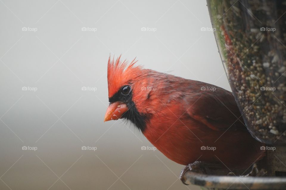 Cardinal