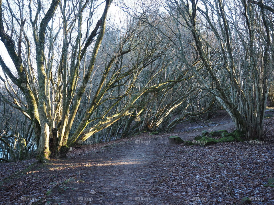 Path in the forest. 