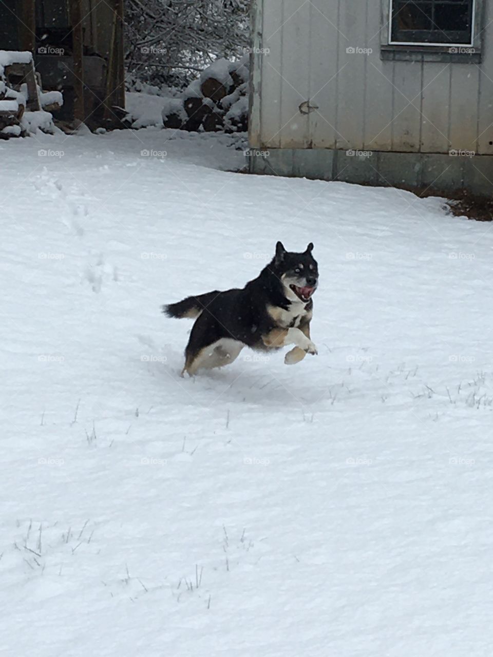 Shusky playing in the snow!