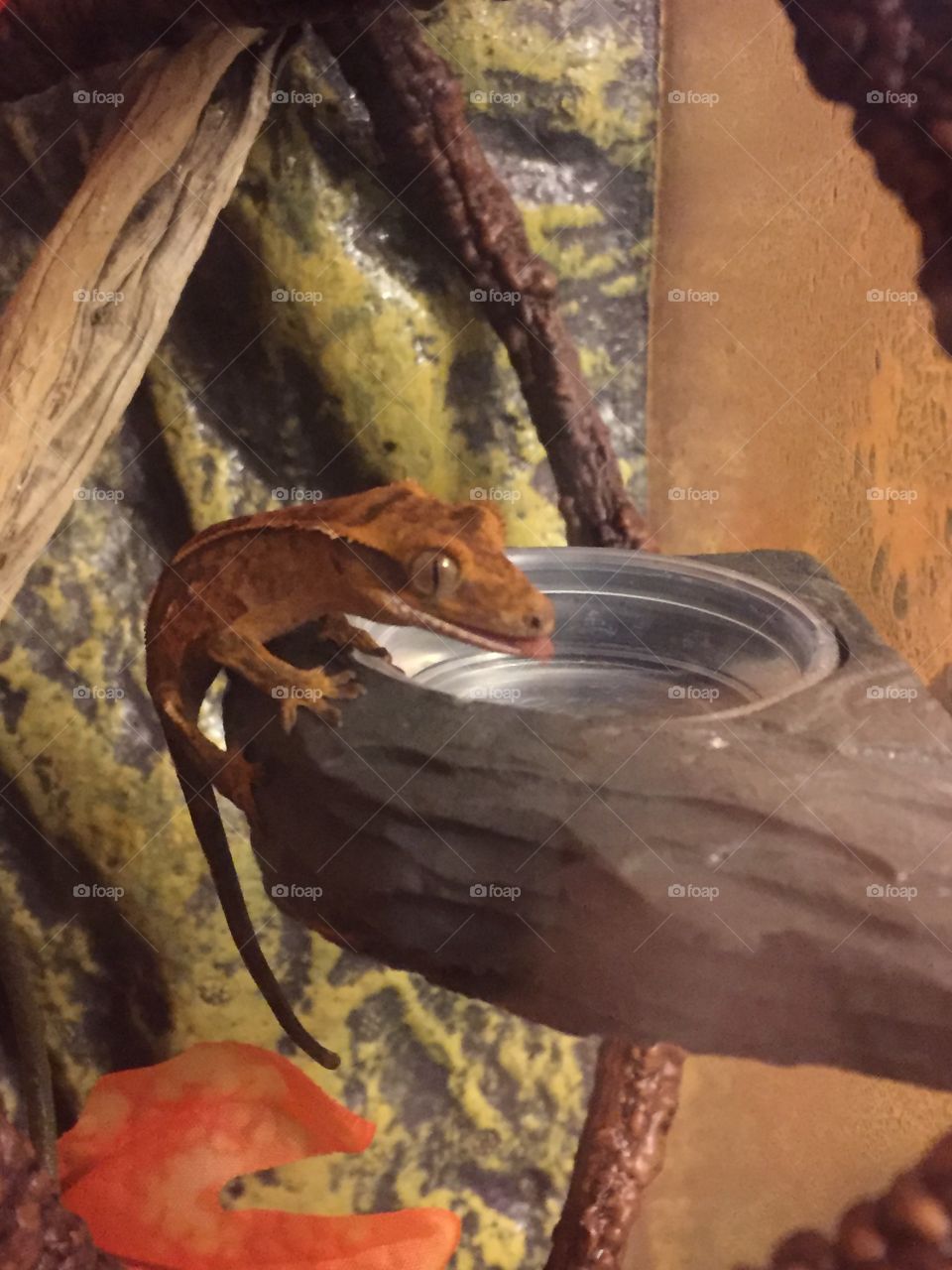 Crested Gecko baby drinking