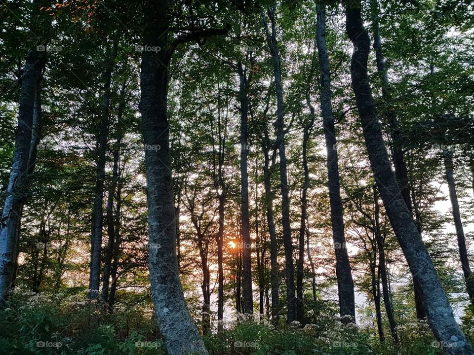 Grabova from to Croatoa only passing