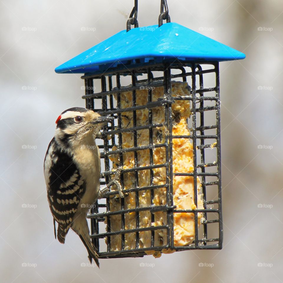 Bird perching on bird feeder