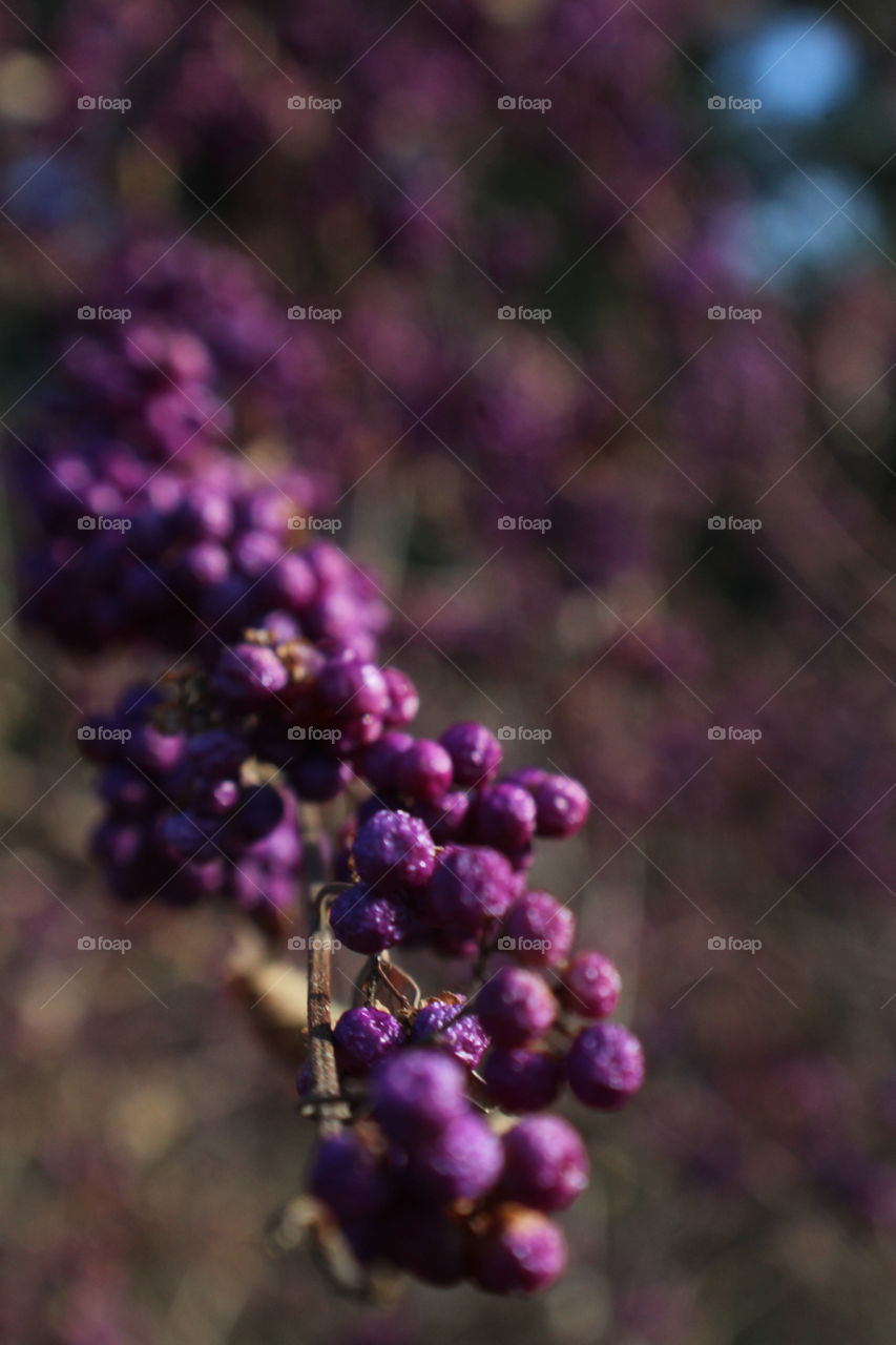 Purple wild berries in focus with blurred background 
