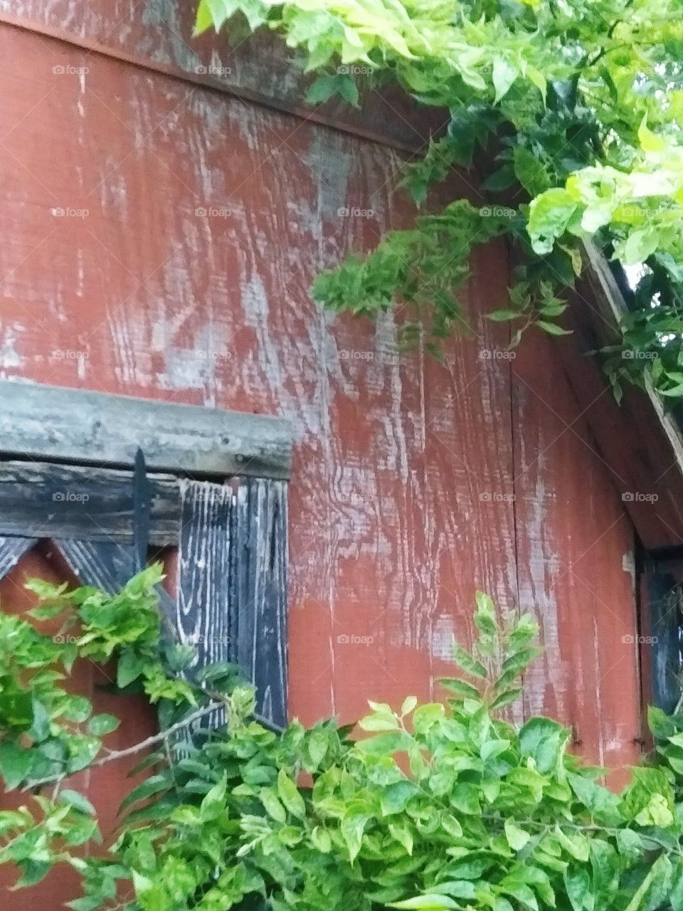 barn with tree branches