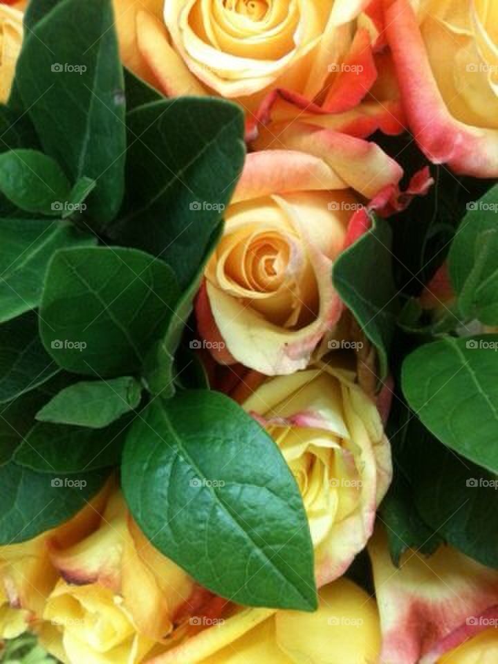 Yellow and Pink Roses