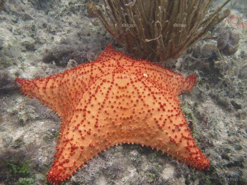 orange starfish in shallow water