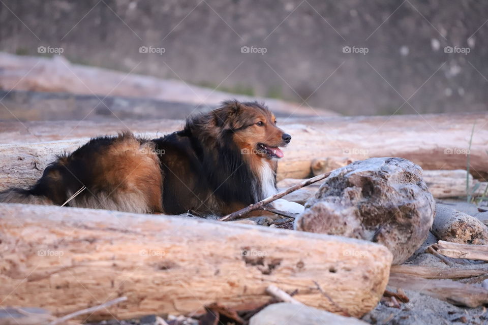 Dog sitting among the logs on the beach