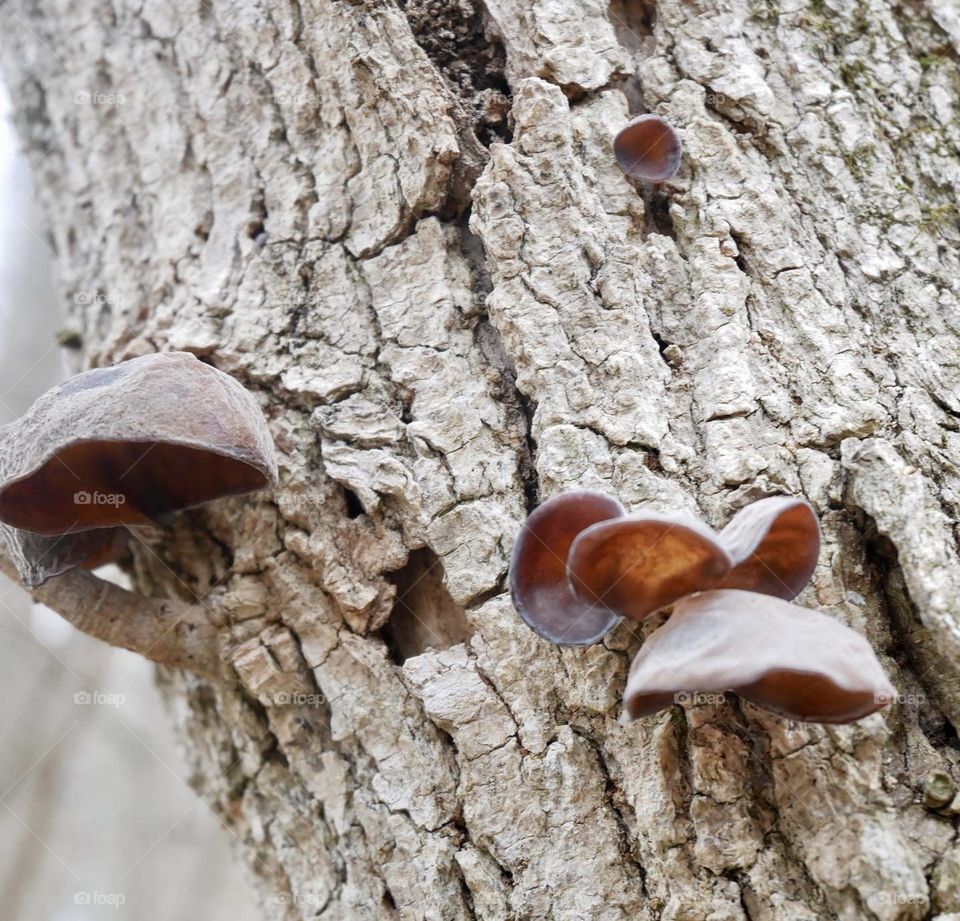 A walk in the woods. We came across some “wood ear fungus”. Pretty cool!