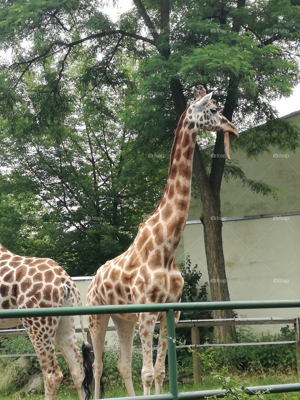 #zoo#lodz#poland#giraffefun
