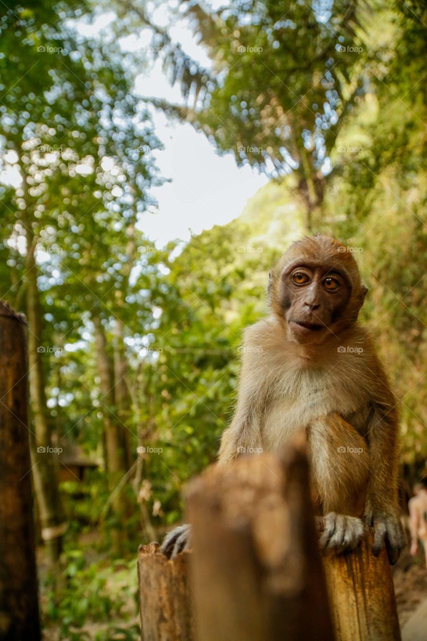 monkey