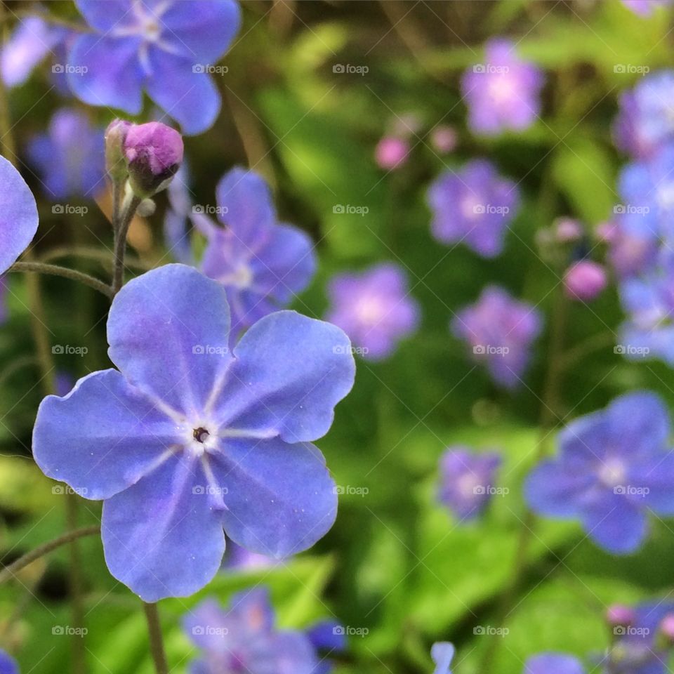 Forget-me-not fields