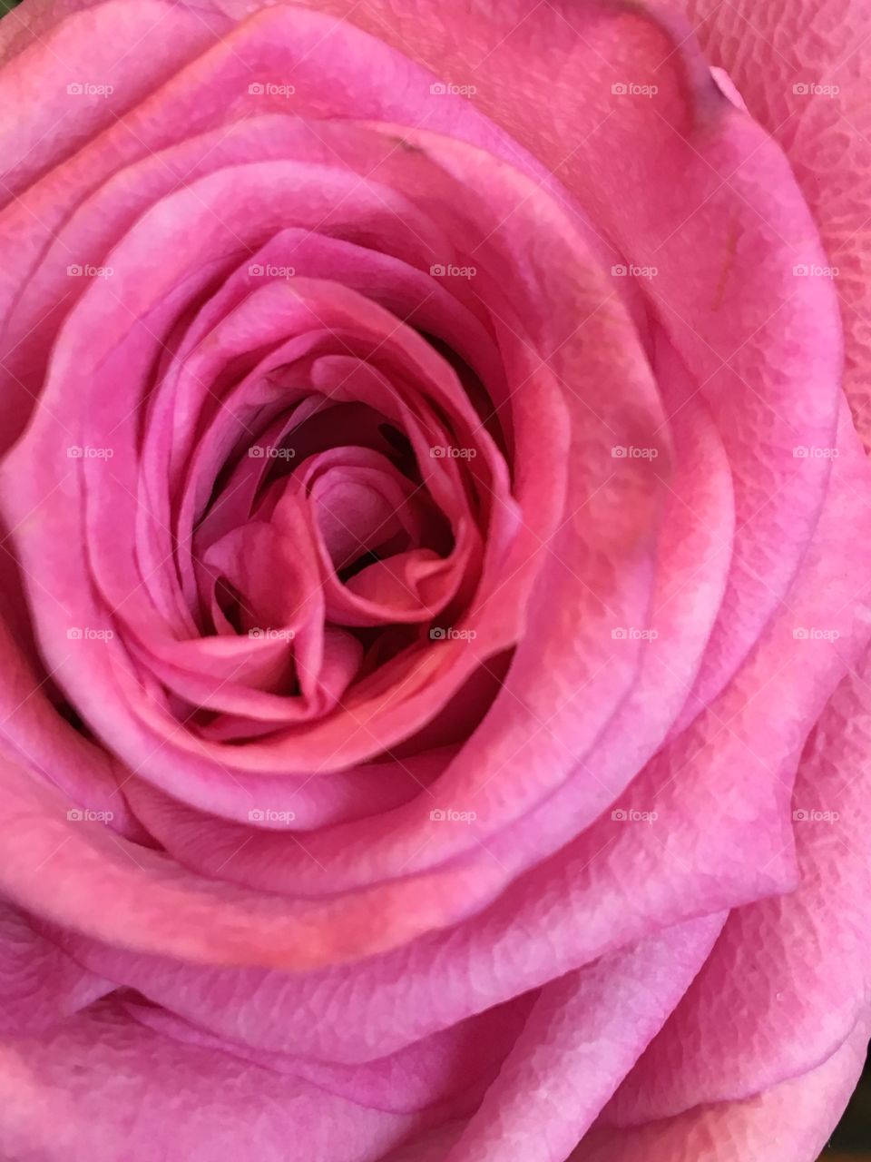 Close up on a pink rose