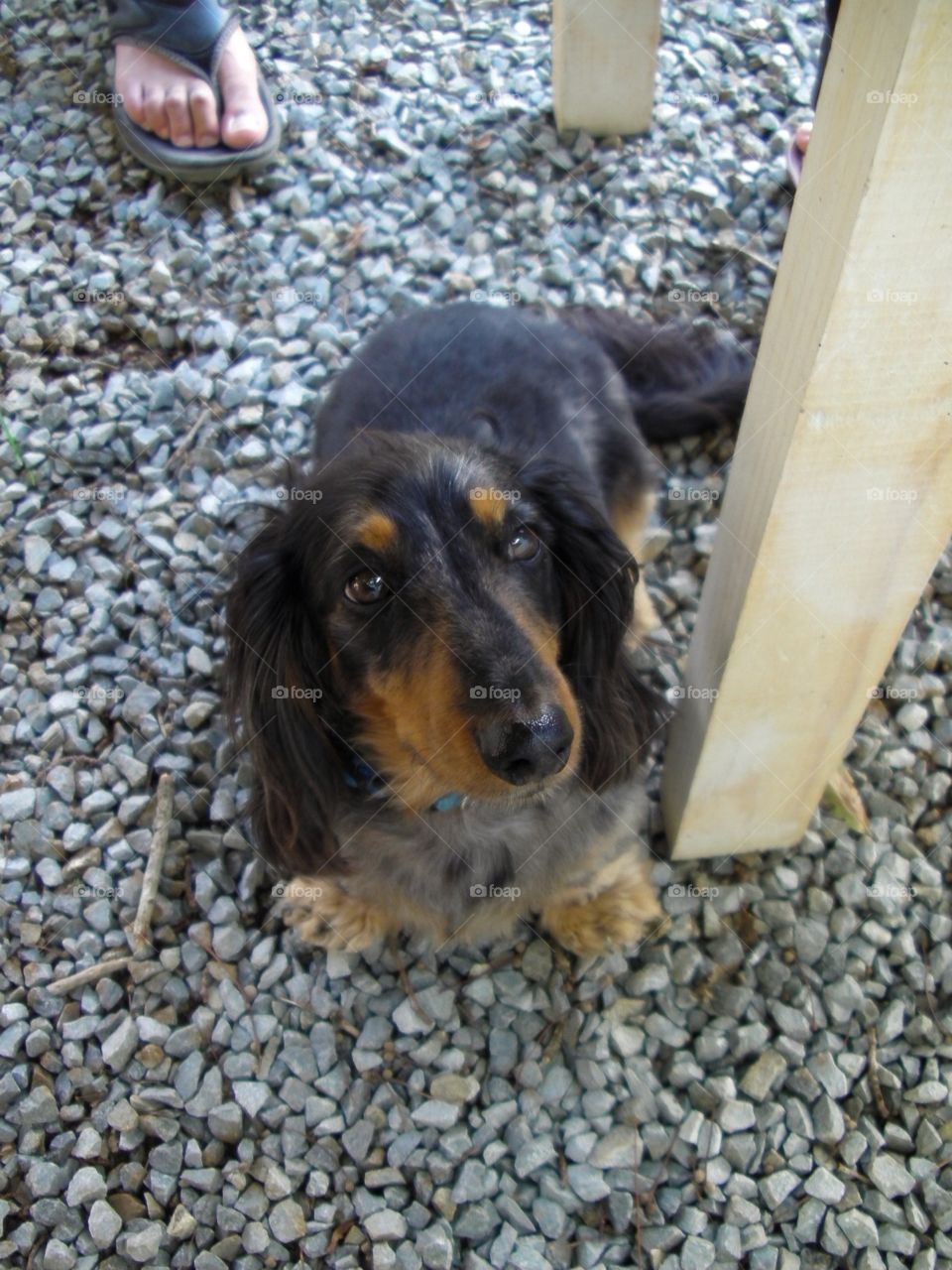 Dachshund 